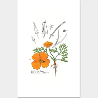 California Poppy Botanical - tan Posters and Art